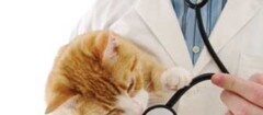 clinicas-veterinariasem-santa-cruz-do-sul-1438267217