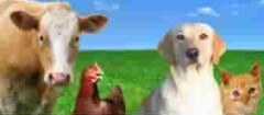 produtos-veterinariosem-santa-cruz-do-sul-1438285996