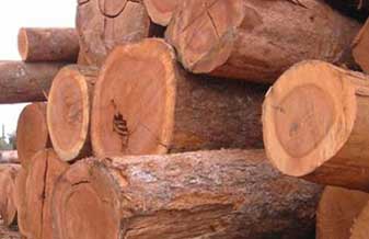 Madeireira Arroio Grande - Foto 1