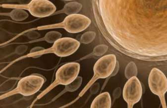 CLÍNICA DE REPRODUÇÃO HUMANA - Foto 1