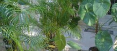 plantas-ornamentaisem-santa-cruz-do-sul-1449598651