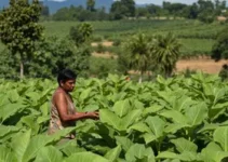 Caged agropecuária Santa Cruz do Sul
