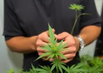 tráfico de drogas