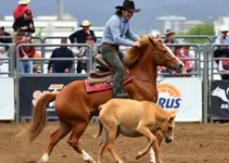 Rodeio de Santa Cruz bem-estar animal