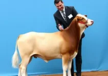 Belle Reserva Melhor Exemplar da Raça