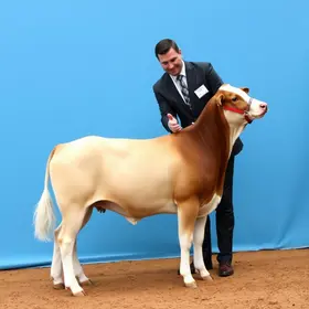 Belle Reserva Melhor Exemplar da Raça