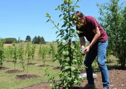 projeto de arborização