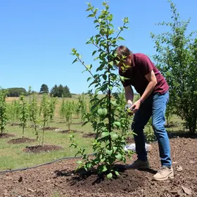 projeto de arborização